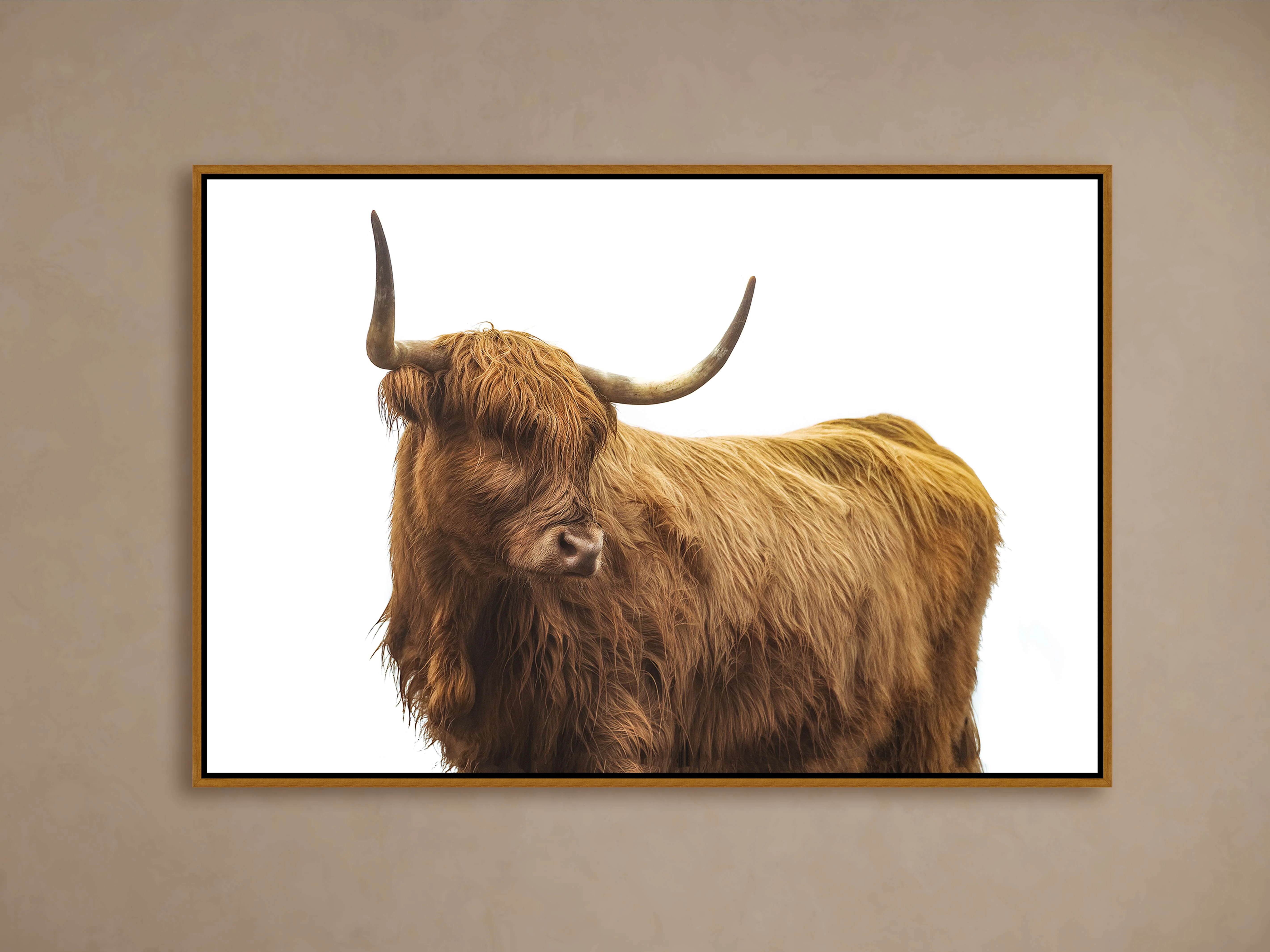 Highland Framed Print
