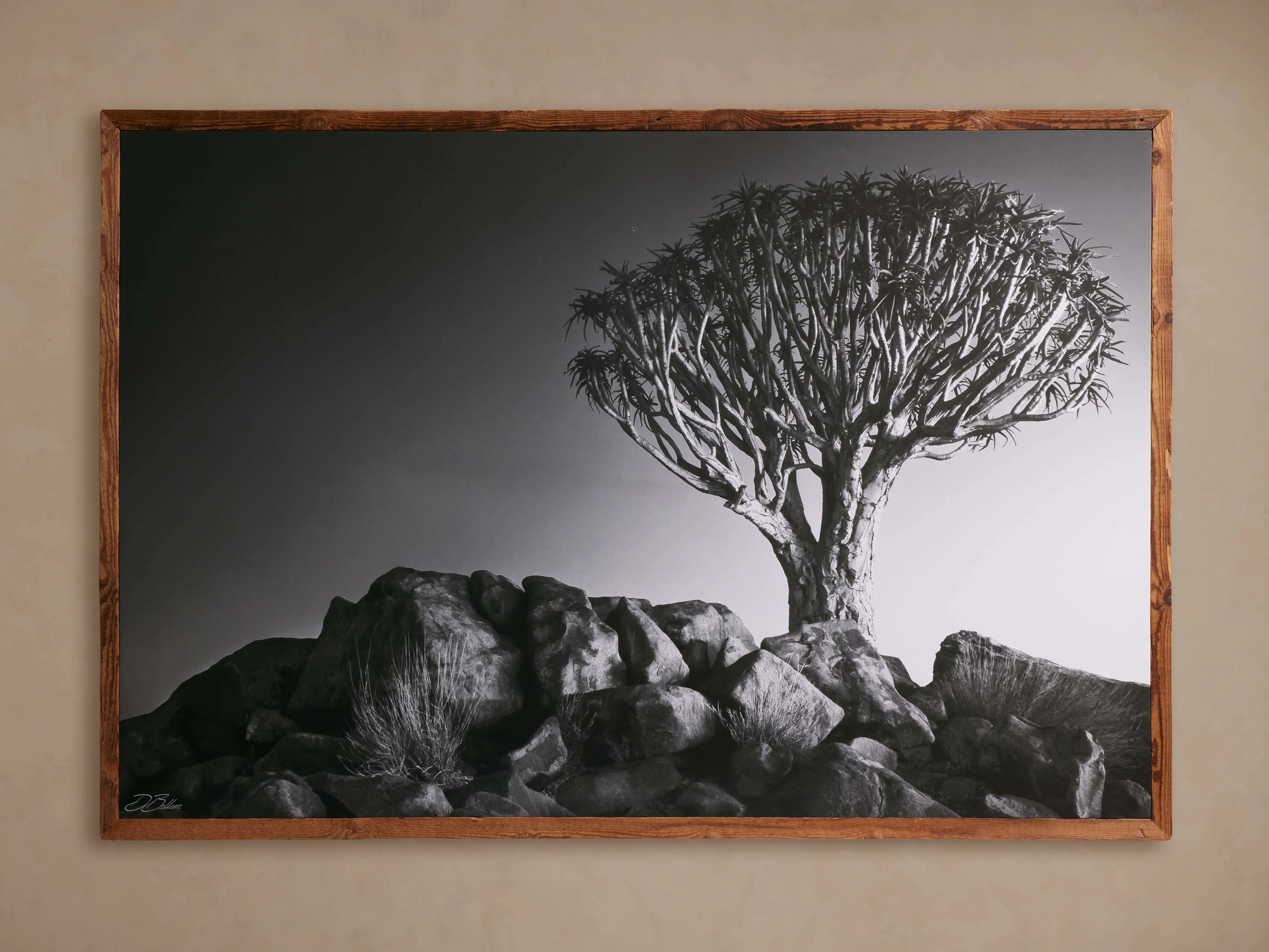 Kokerboom Framed Print