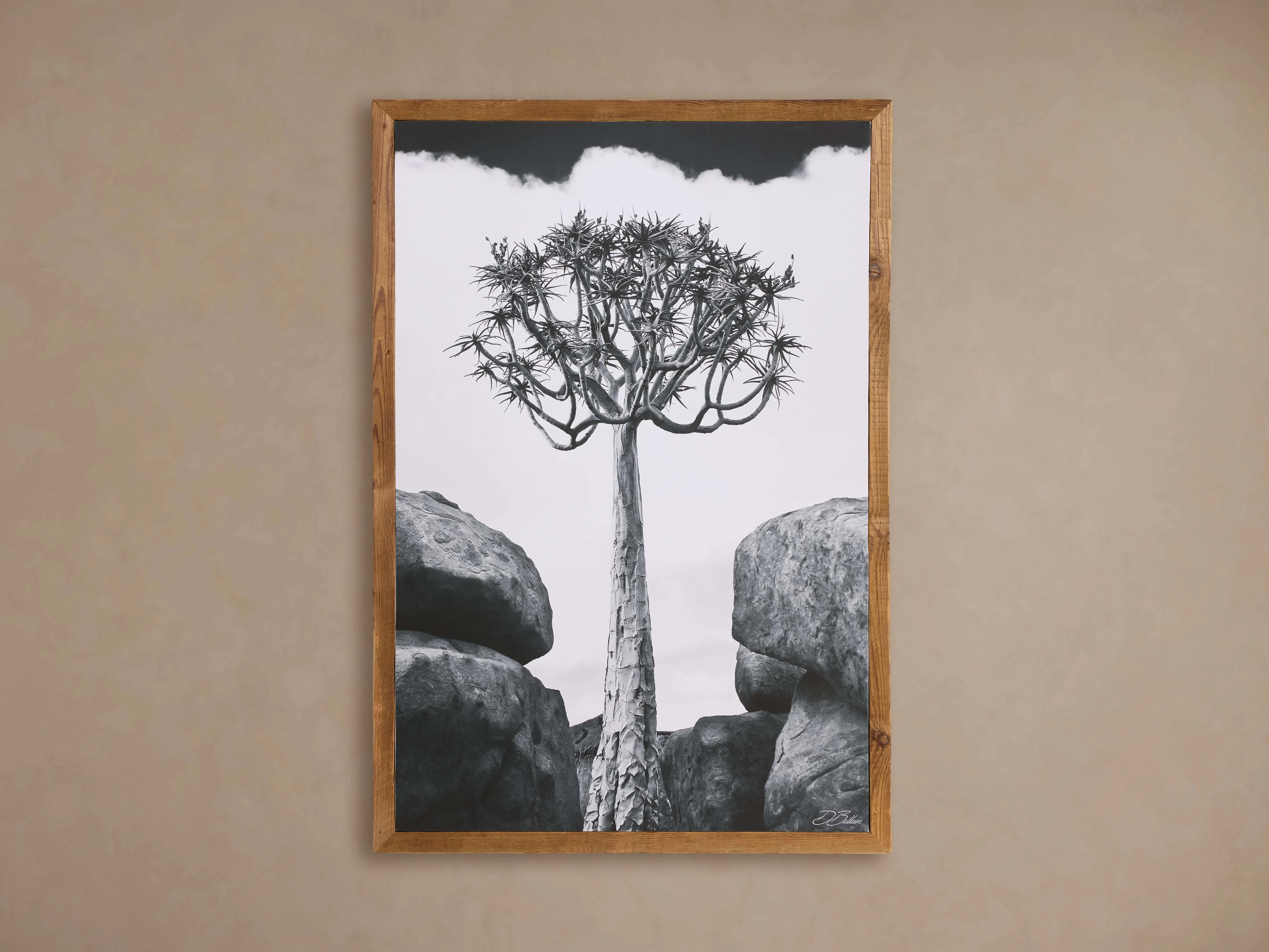 Aloidendron Framed Print