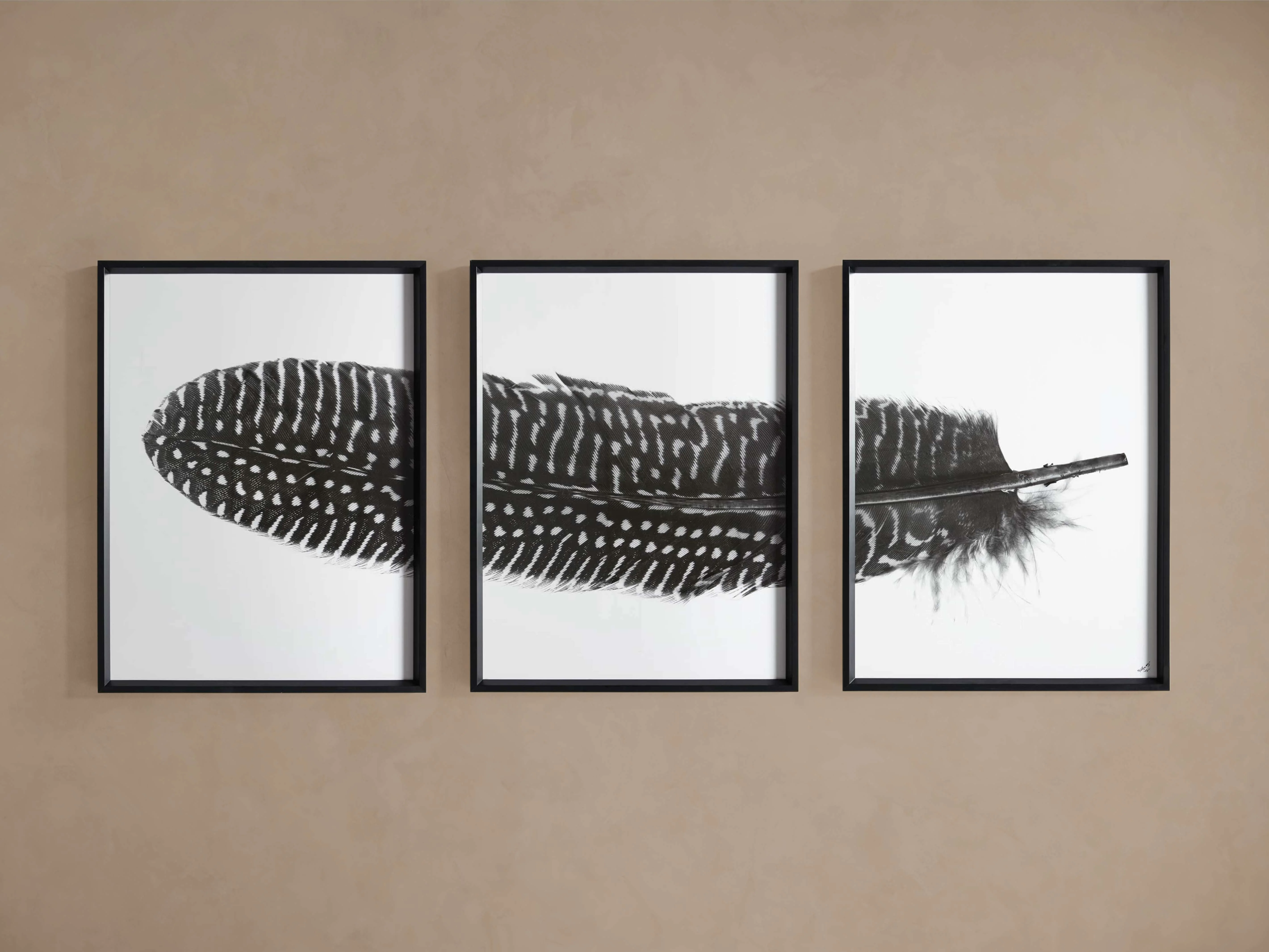 Pheasant Feather Framed Print (Set of 3)