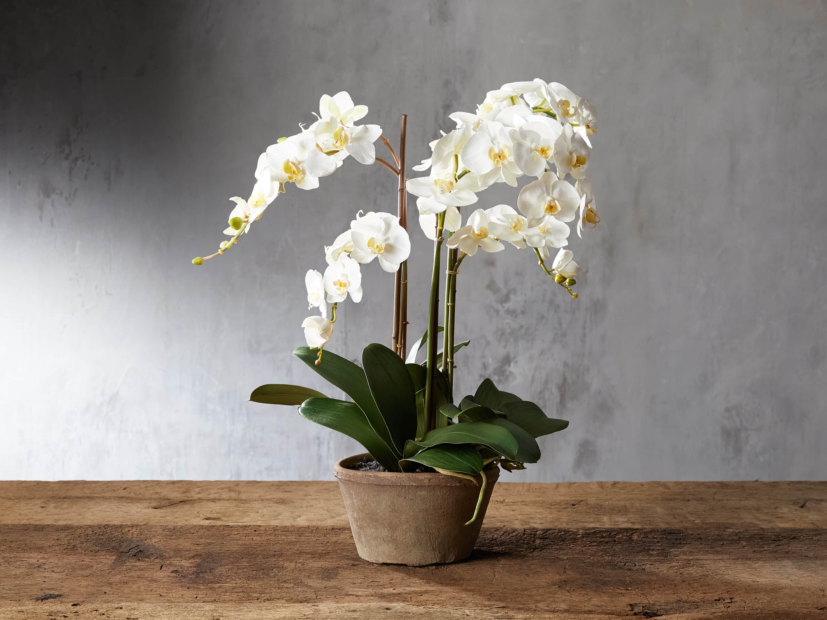Faux White Phalaenopsis Orchid in Rustic Pot