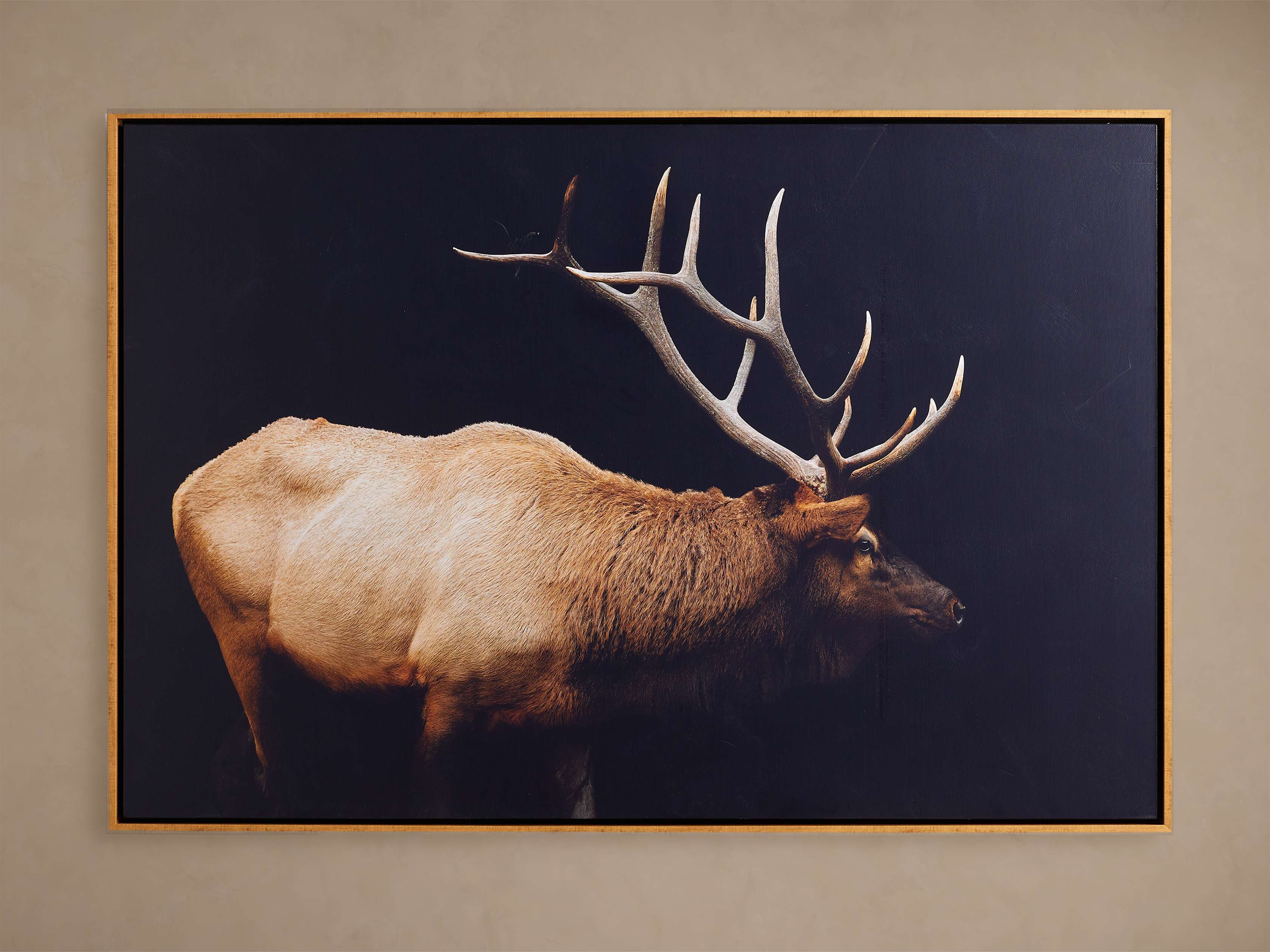 Caribou Framed Print