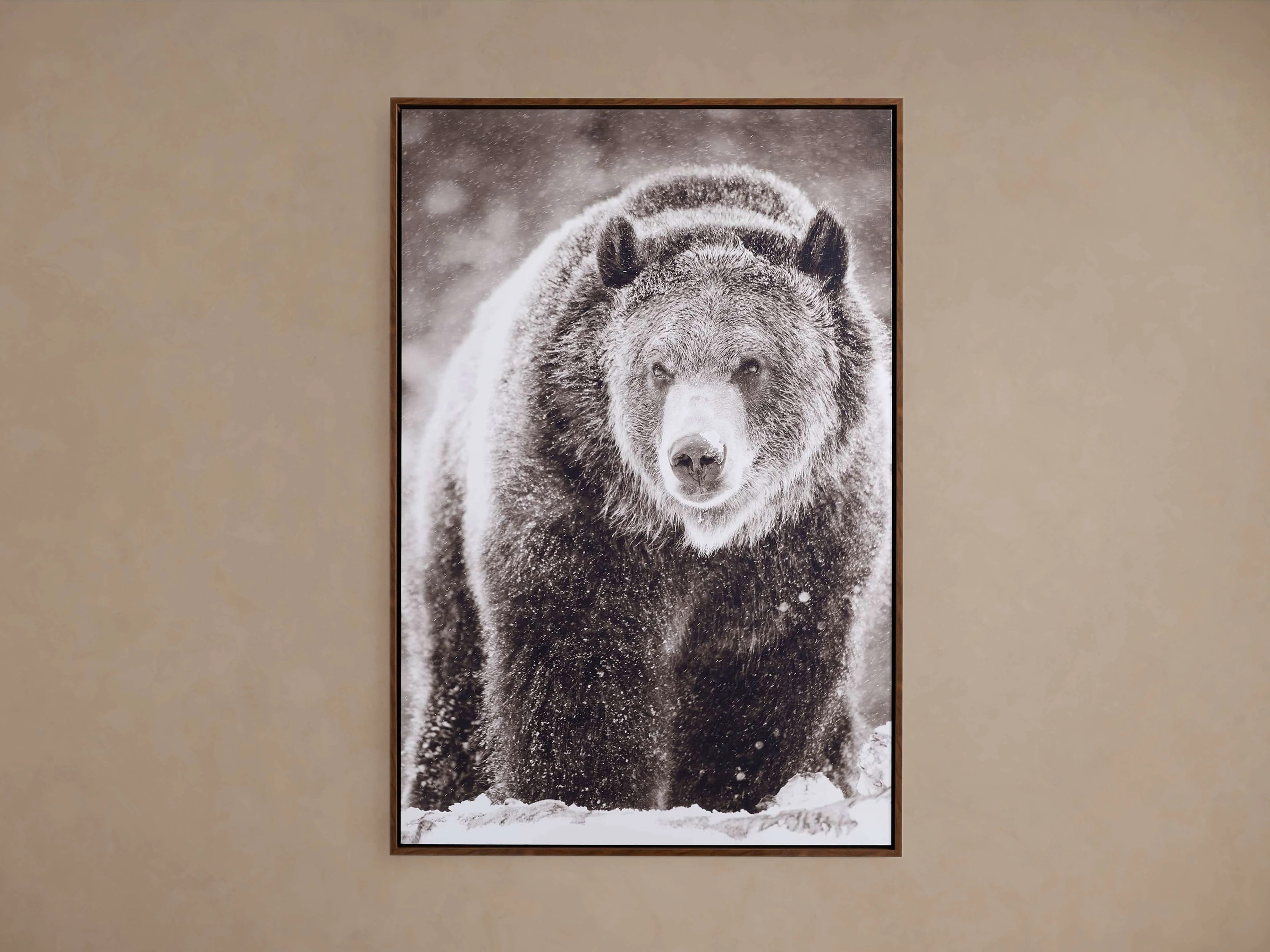 Snow Grizzly Framed Print