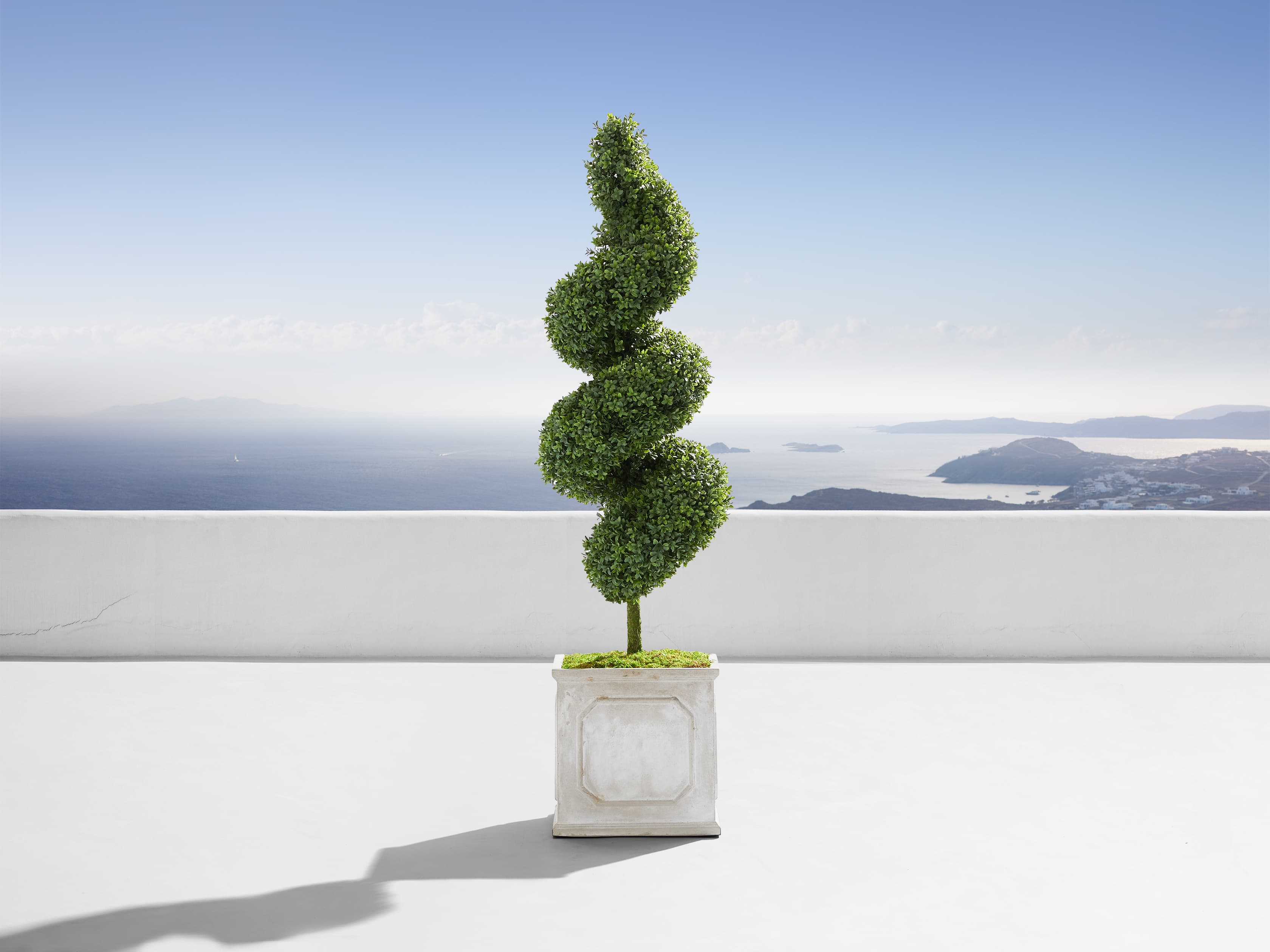 Boxwood Spiral Topiary