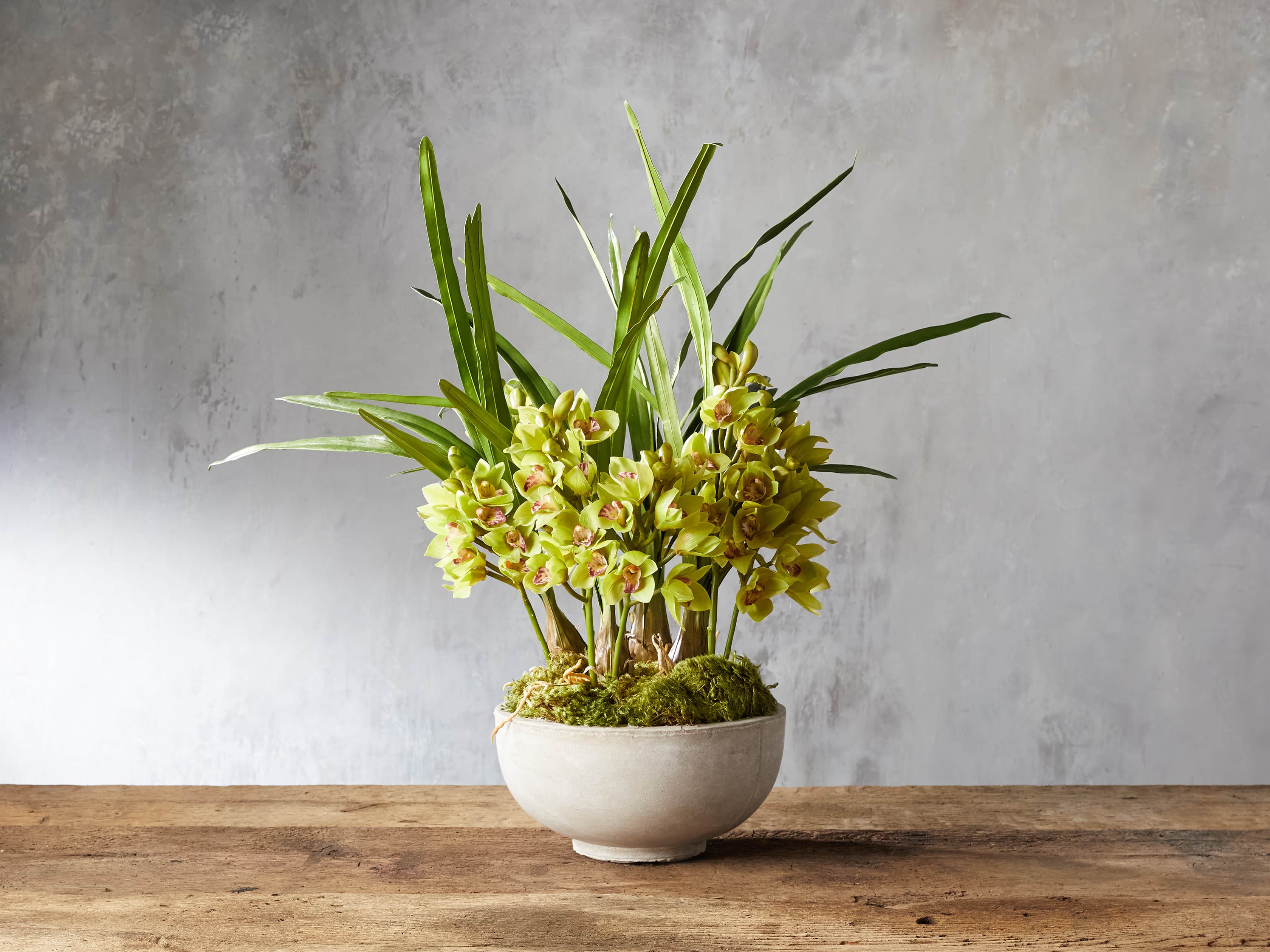 Faux Green Cymbidium Orchid in Bowl
